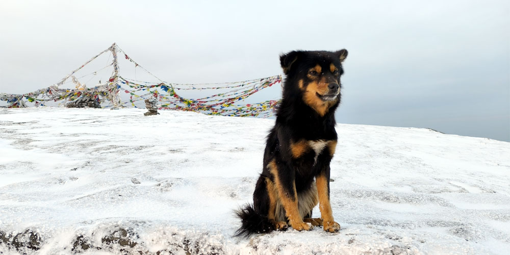 Trekker's Dog on the top of Pikey Peak